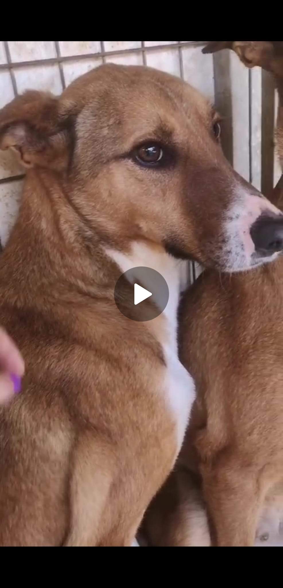 luigi-the-puppy_1230036389336647