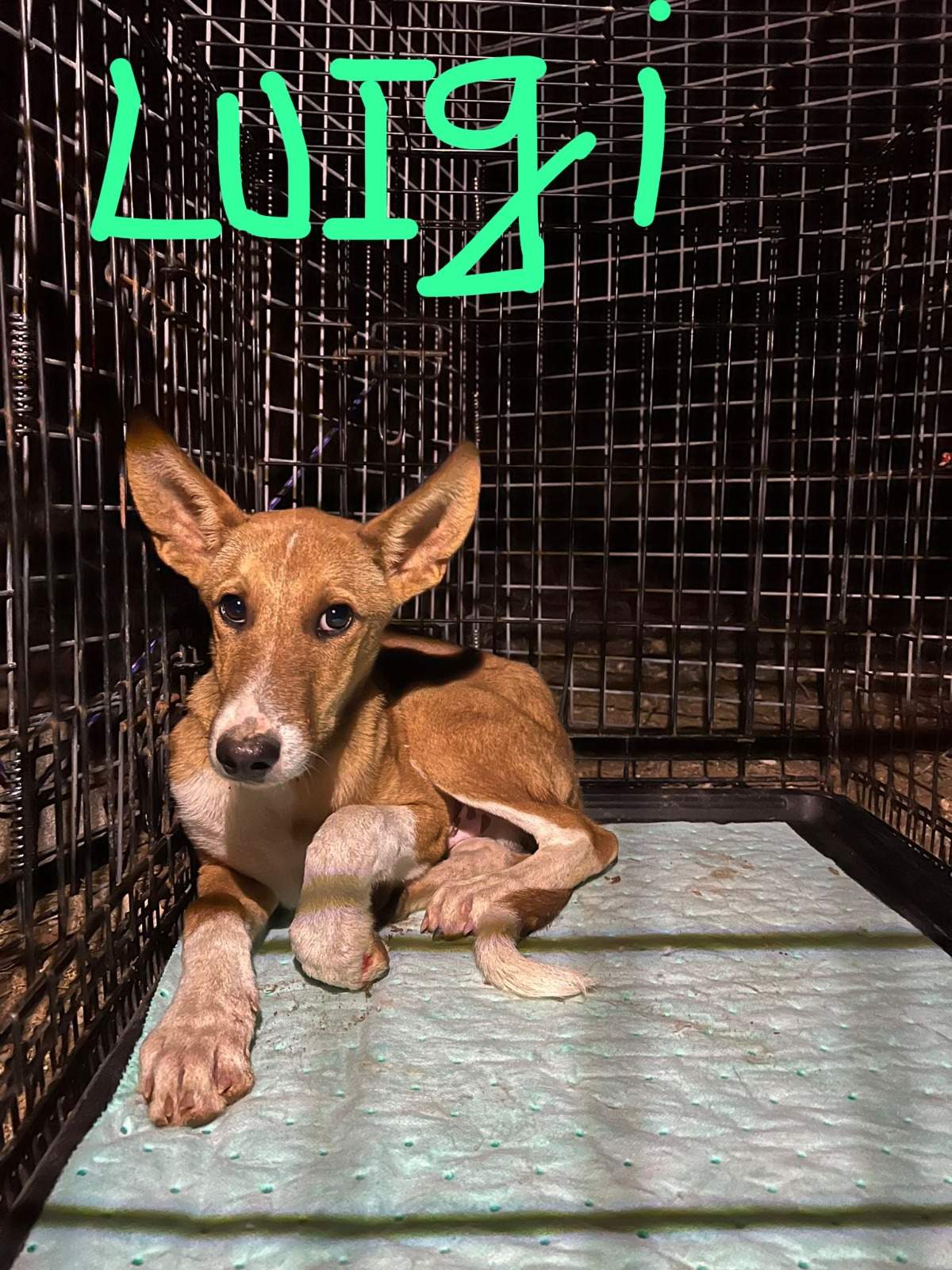 luigi-the-puppy_1230036419336644