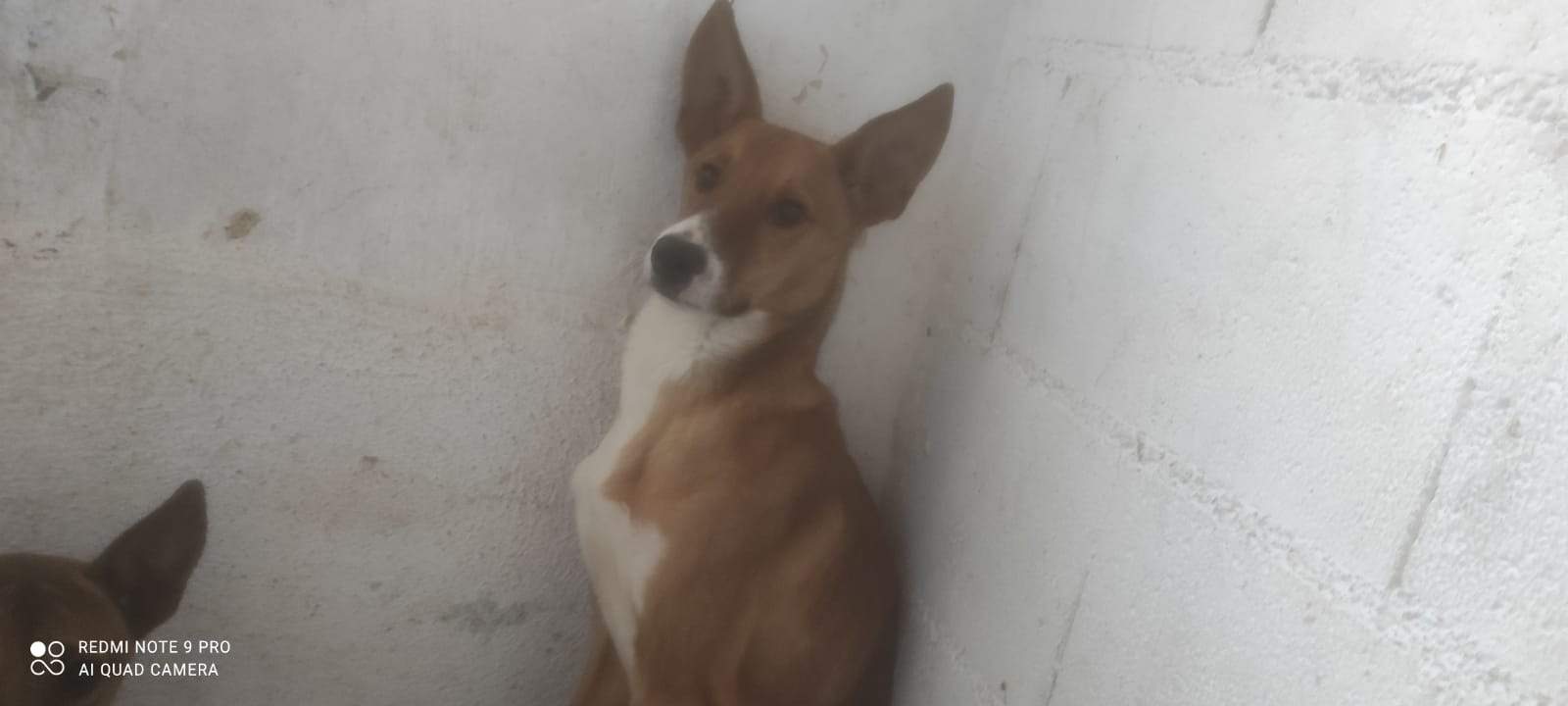 luigi-the-puppy_1230036599336626