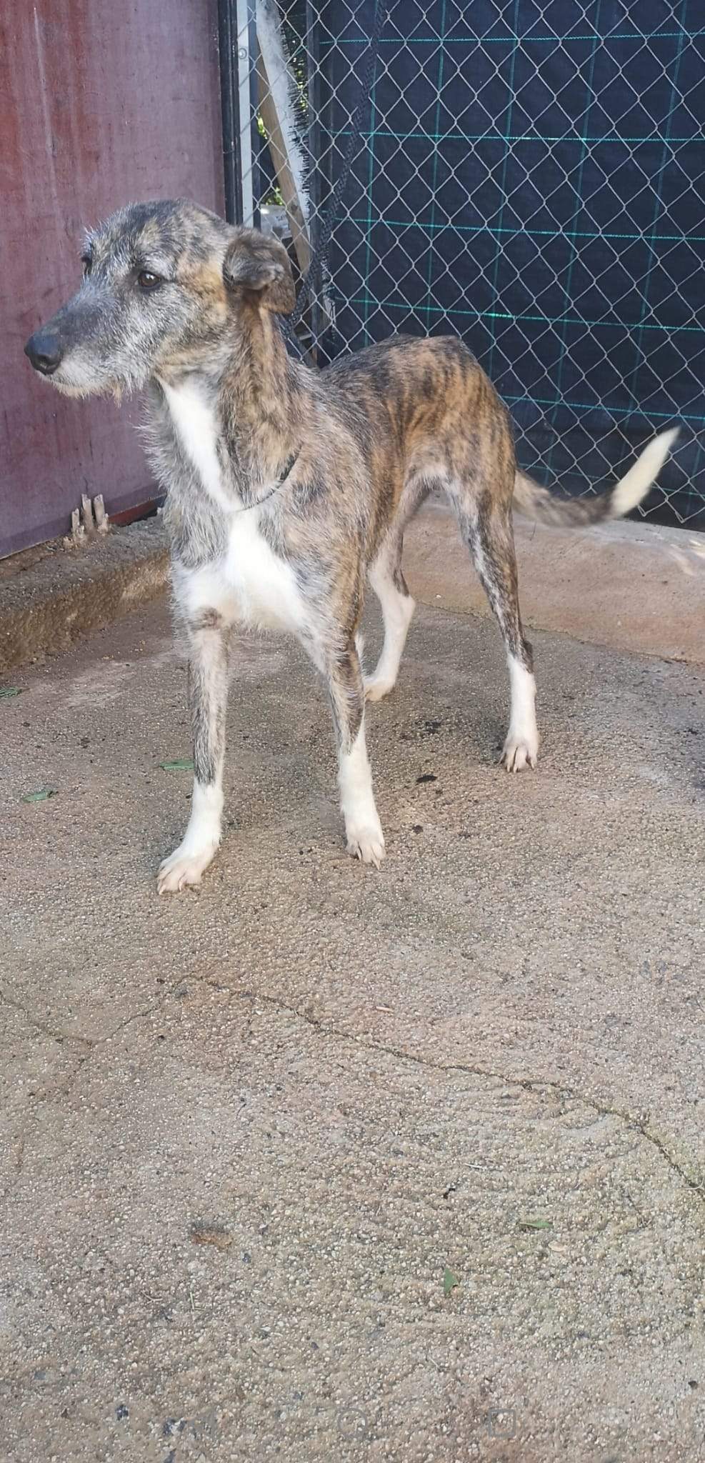 luna_1221511830189103