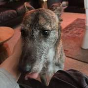 luna_1231483402525279