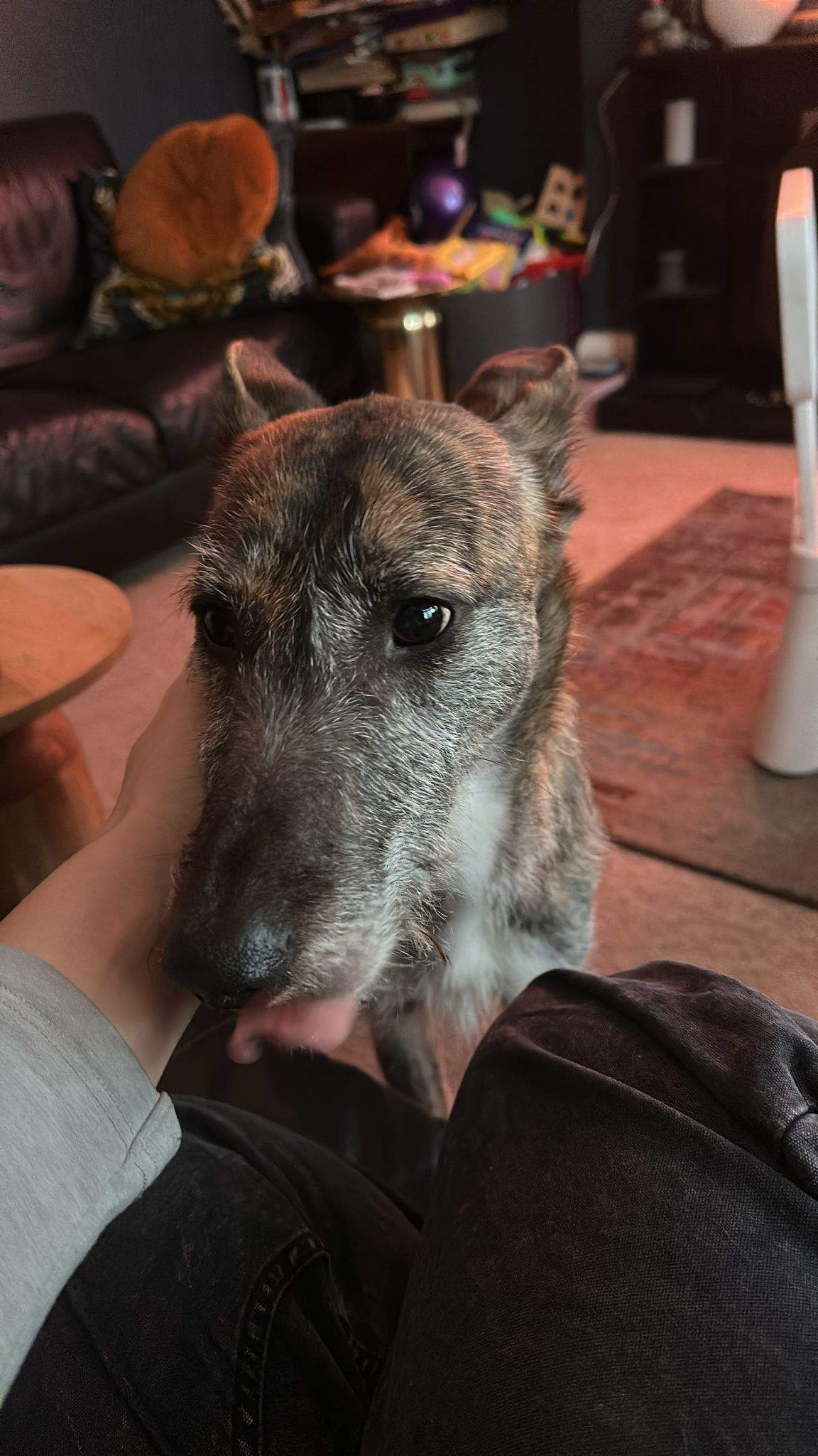 luna_1231483402525279