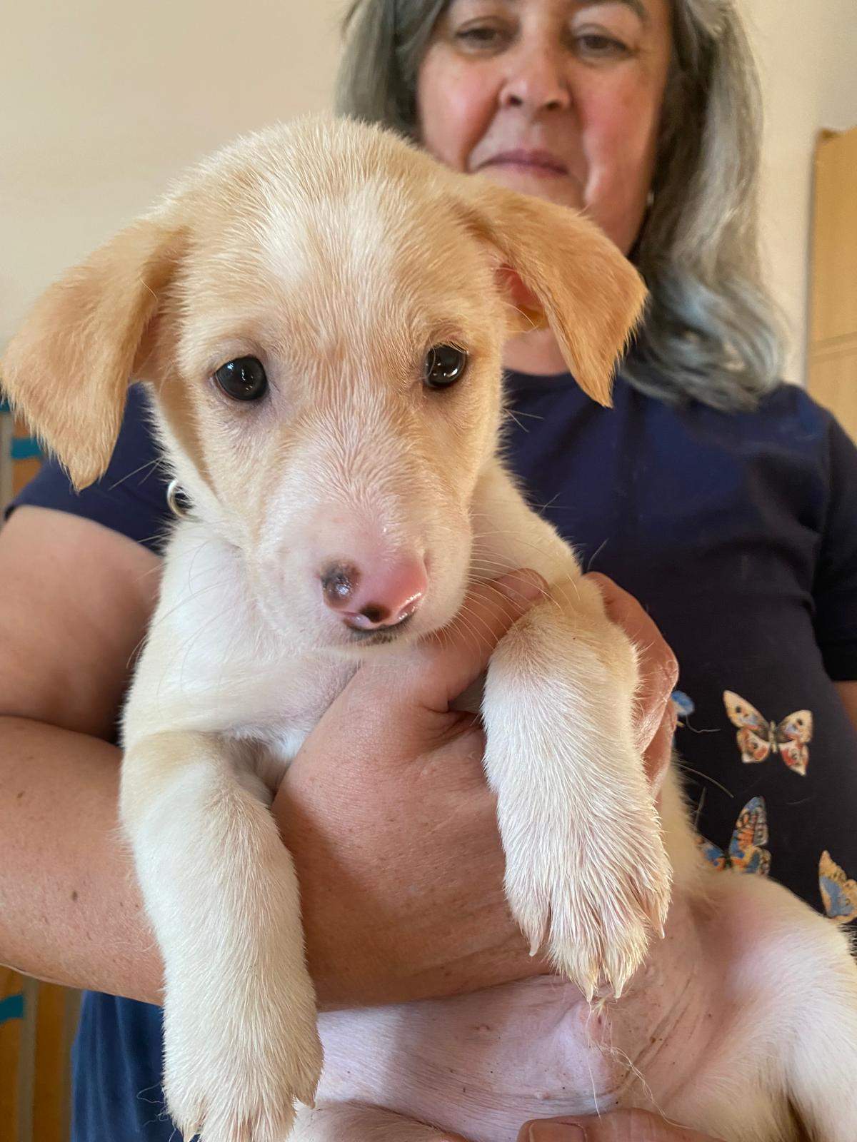 mac-the-puppy_1238711805135772