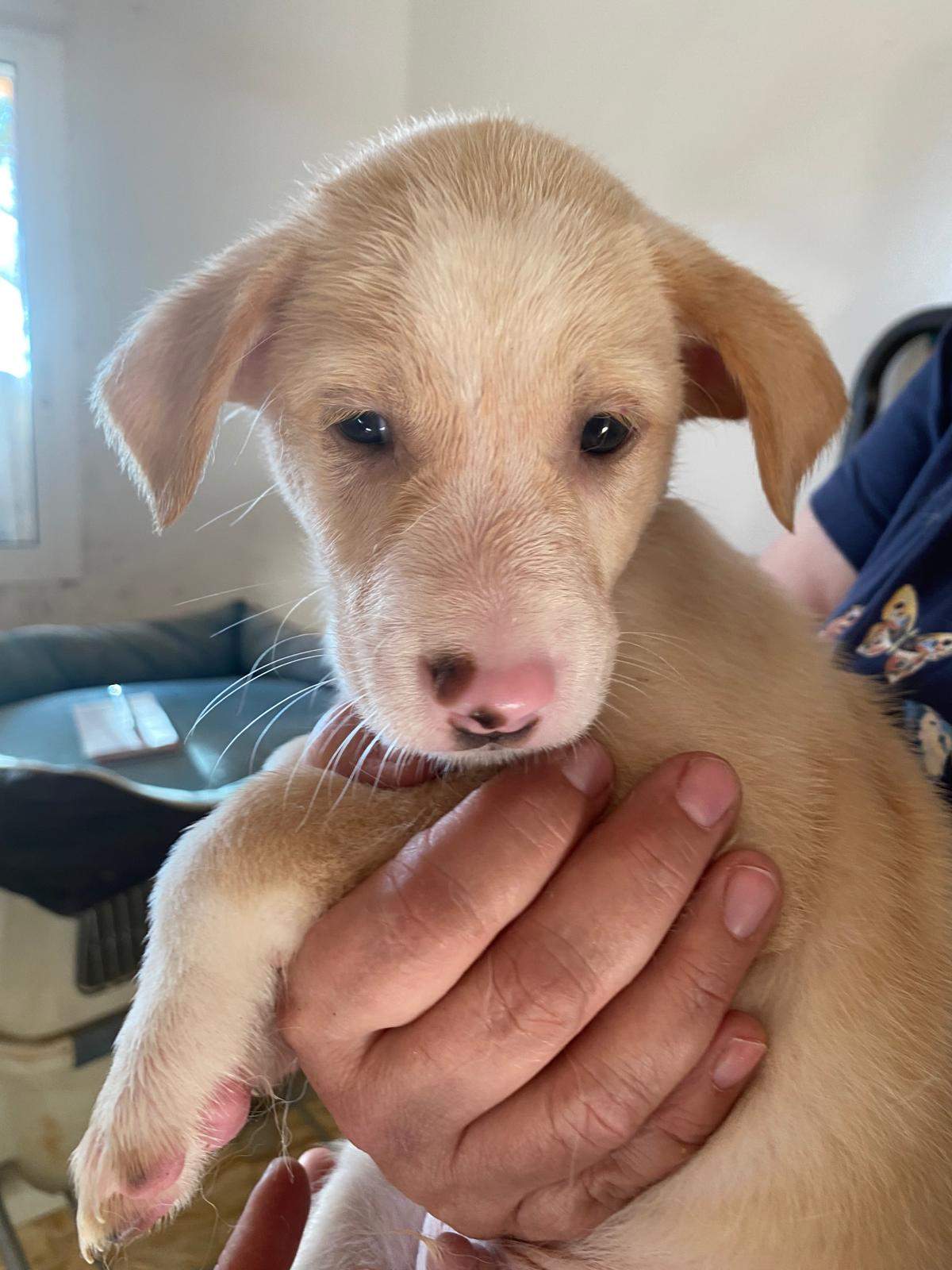 mac-the-puppy_1238711815135771