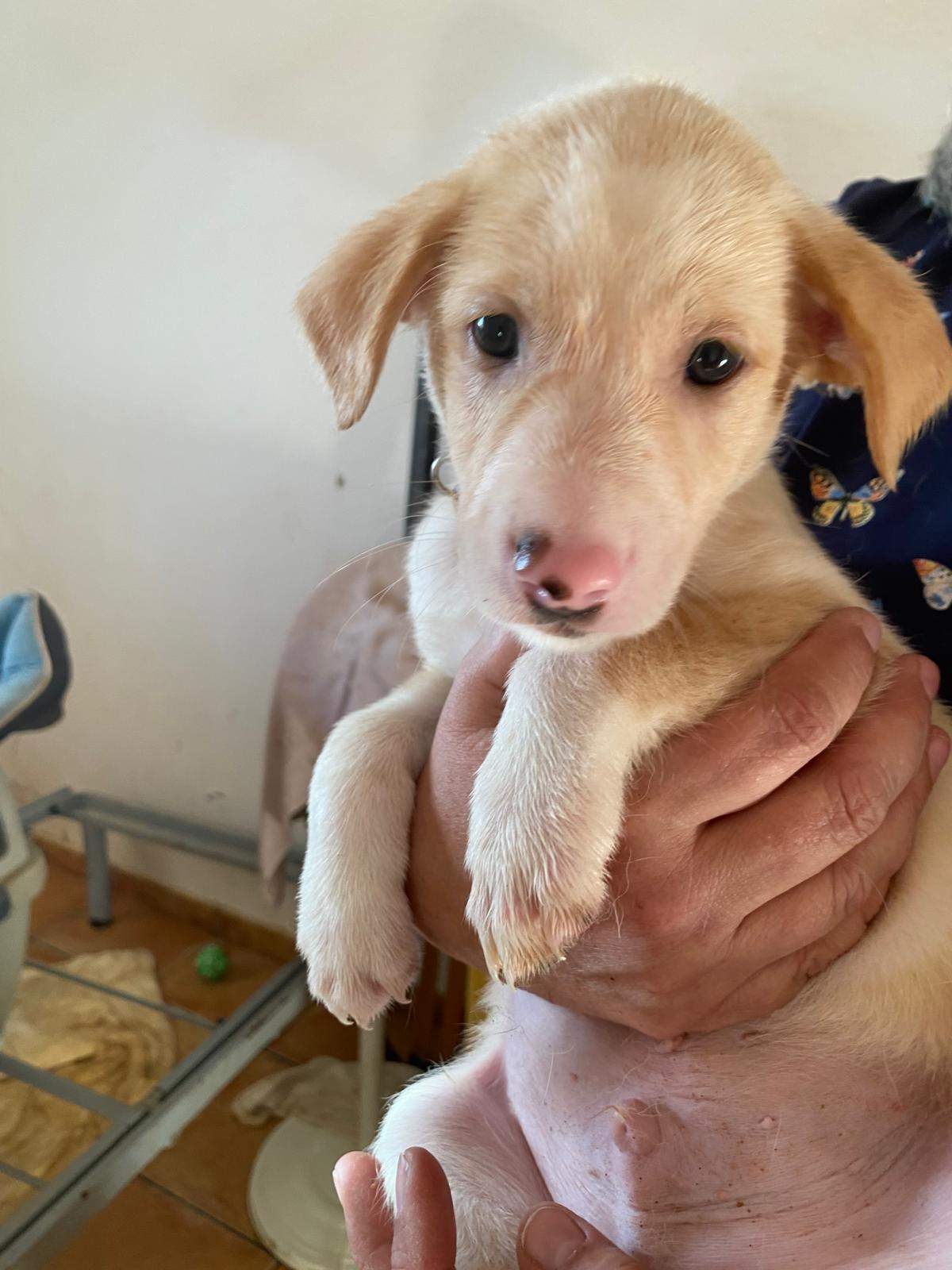 mac-the-puppy_1238711878469098