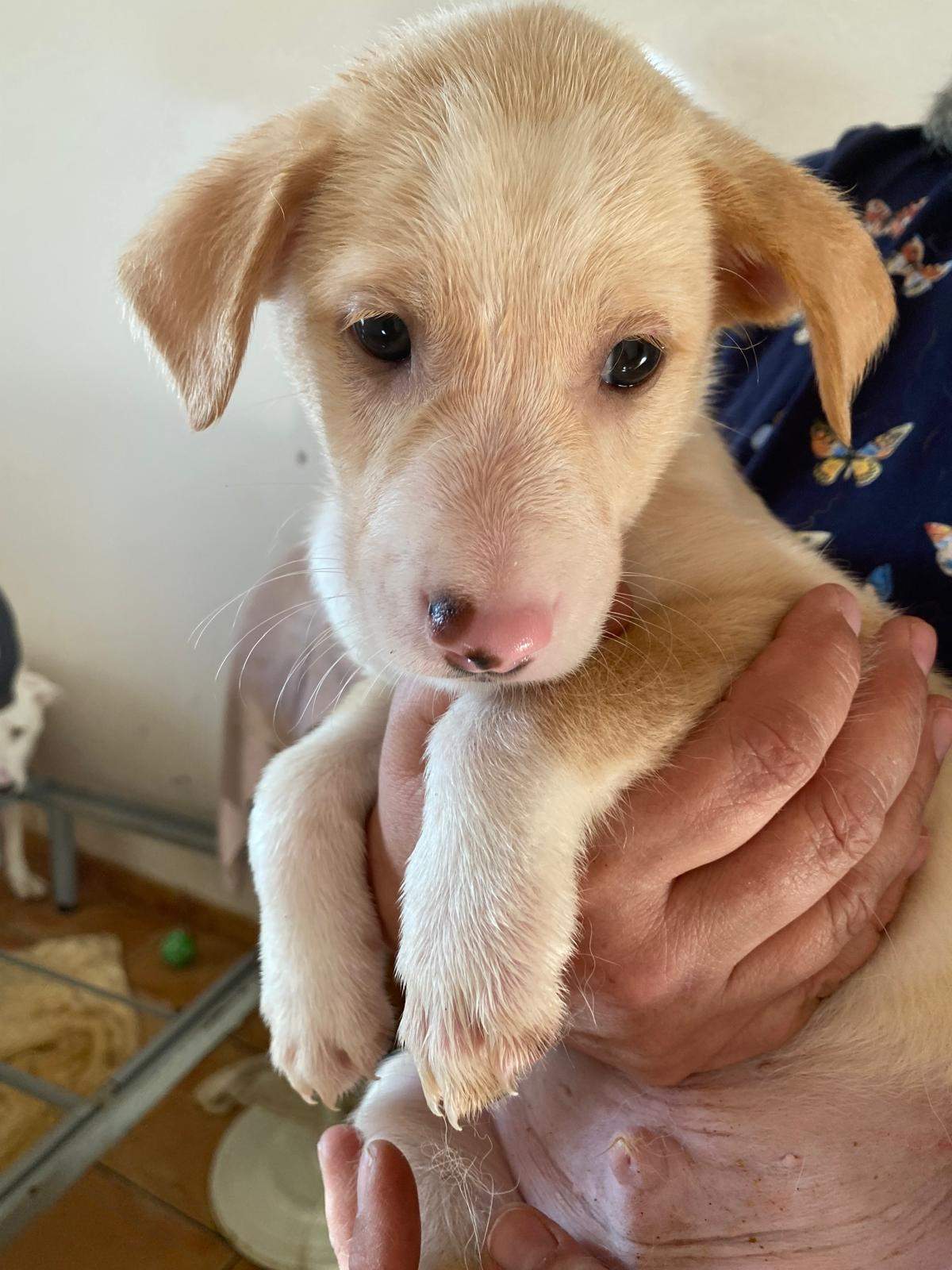 mac-the-puppy_1238711888469097