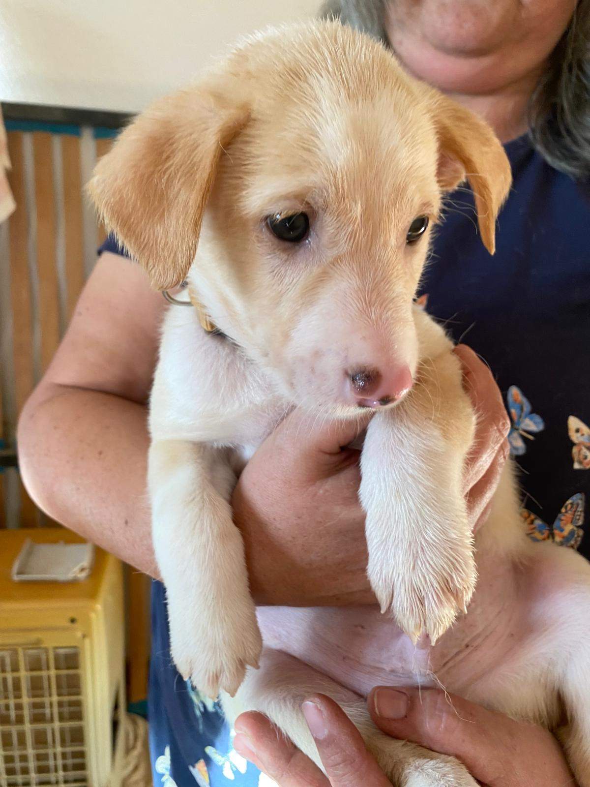 mac-the-puppy_1238711901802429