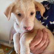 mac-the-puppy_1238711978469088