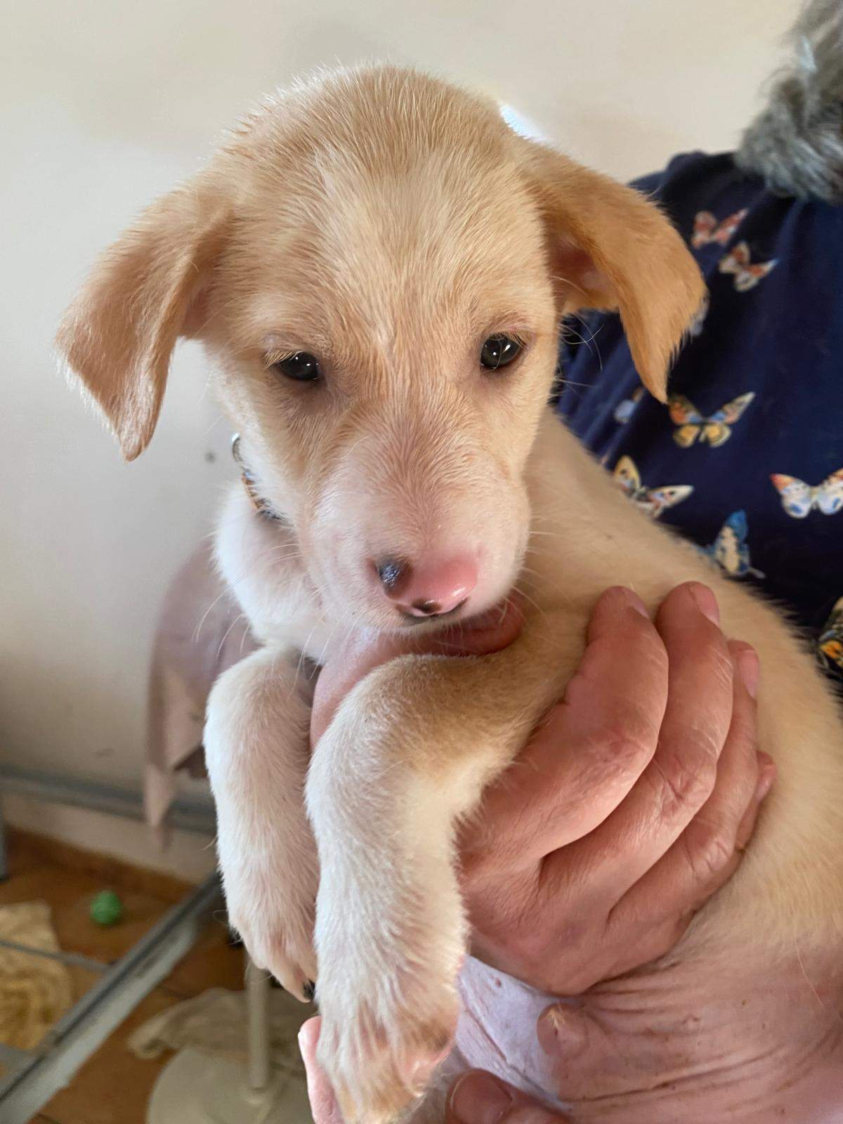 mac-the-puppy_1238711978469088