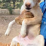 mac-the-puppy_1294014089605543