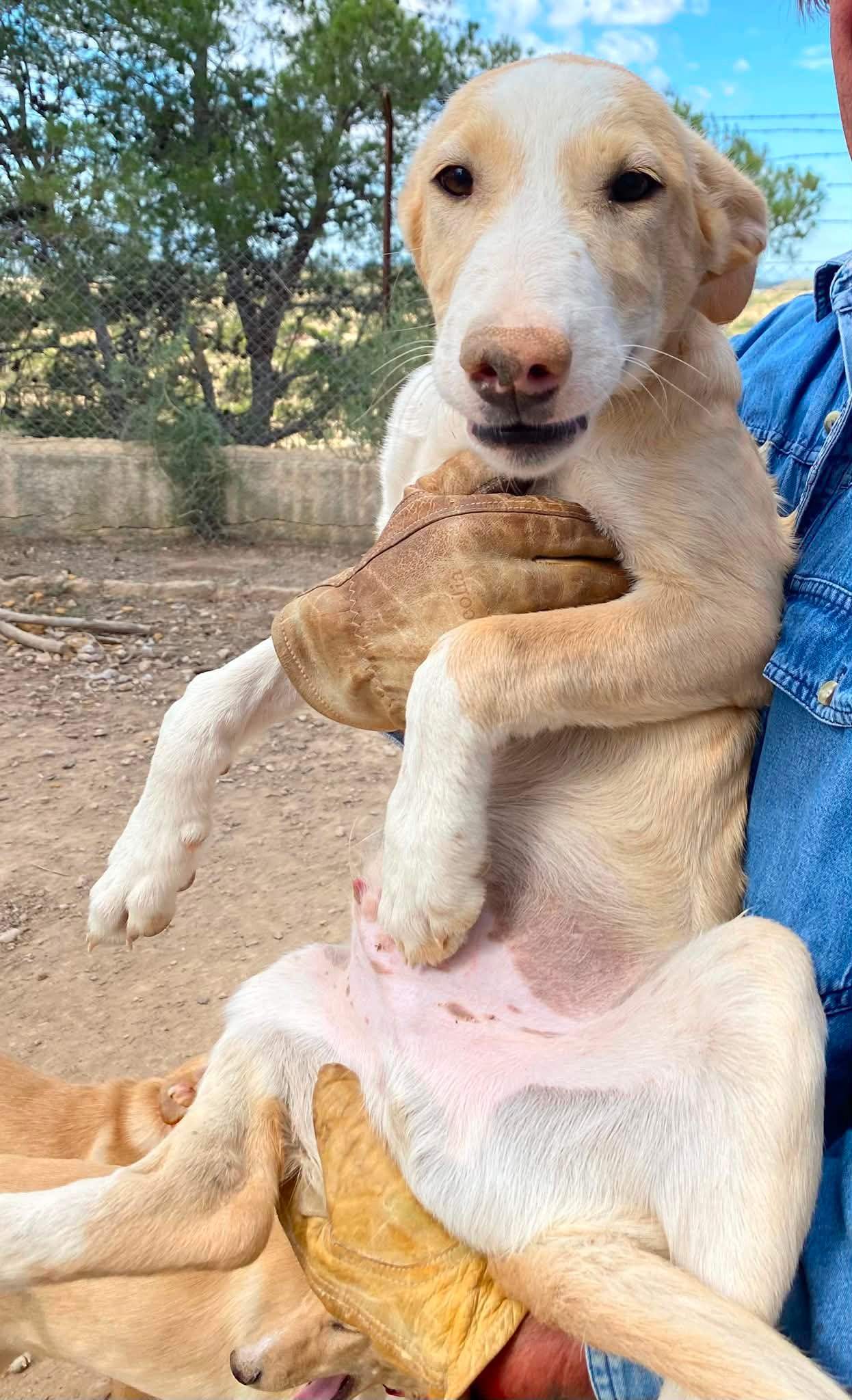 mac-the-puppy_1294014089605543