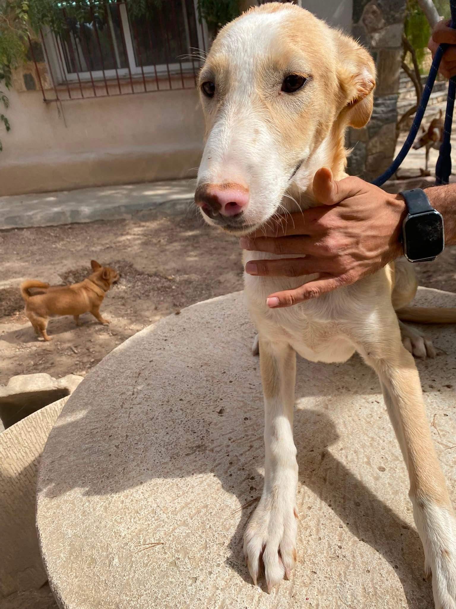 mac-the-puppy_1331072969232988
