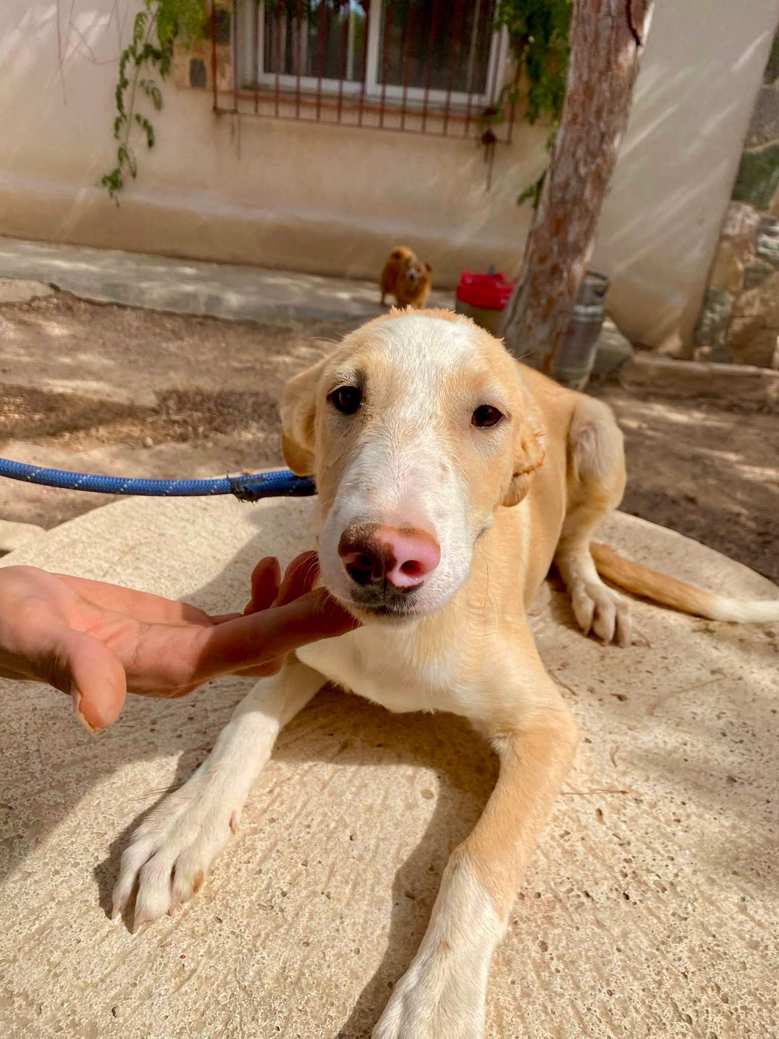 mac-the-puppy_1331072972566321