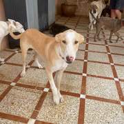 mac-the-puppy_1388686080138343