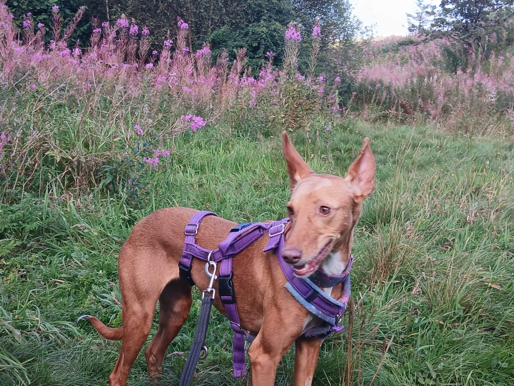 mama-lou_1088201420186812