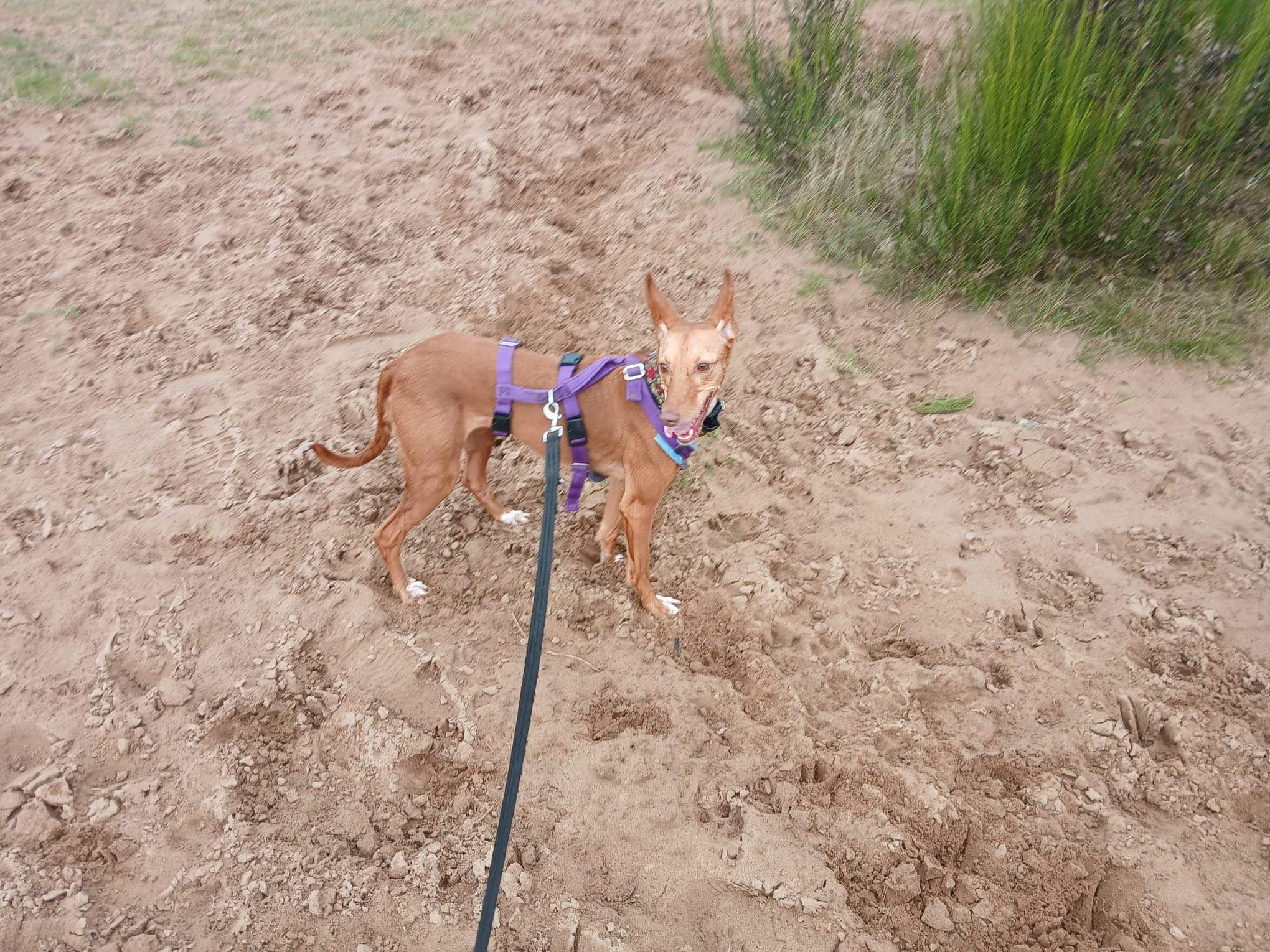 mama-lou_1144632921210328