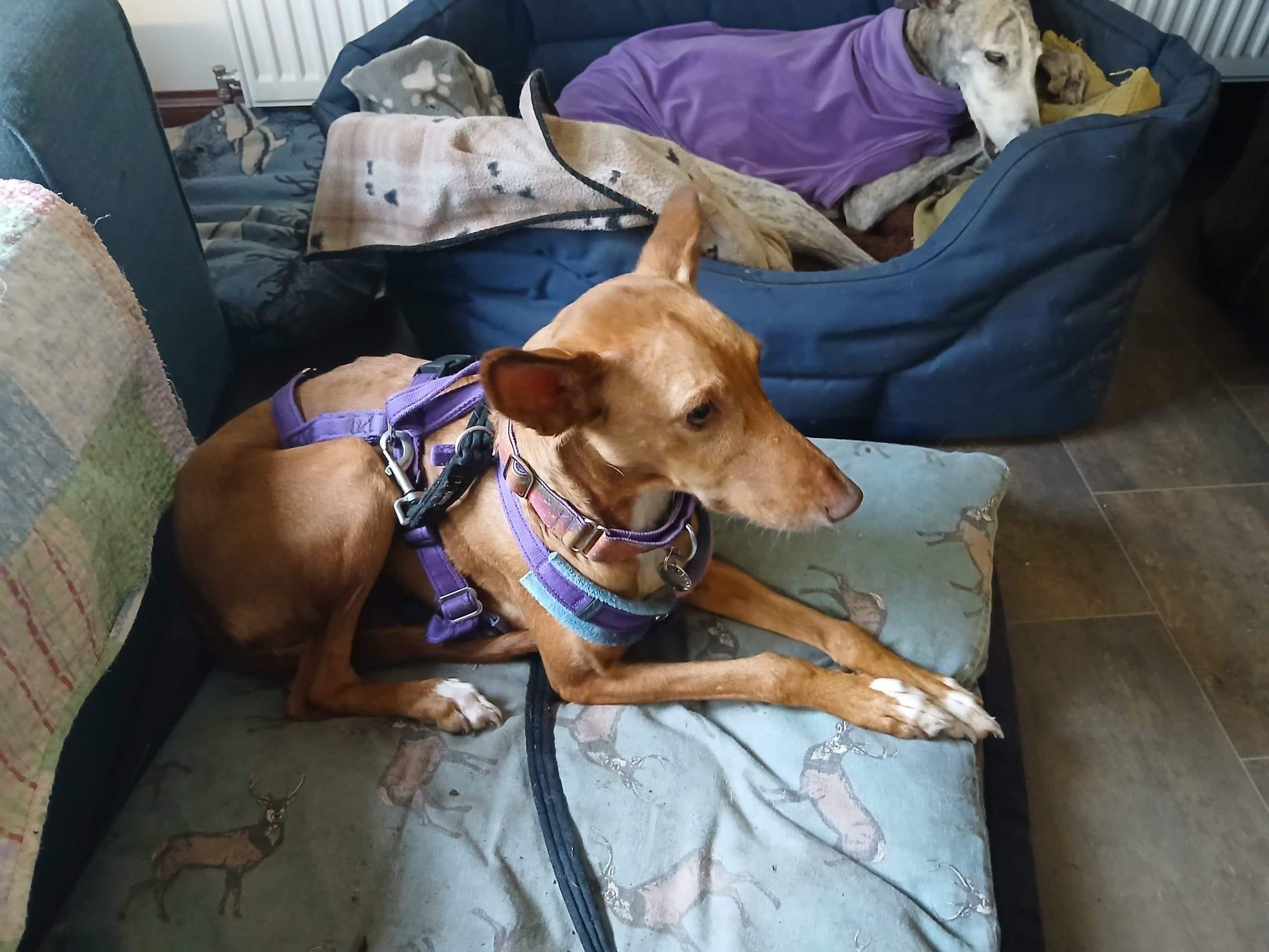 mama-lou_1144632997876987