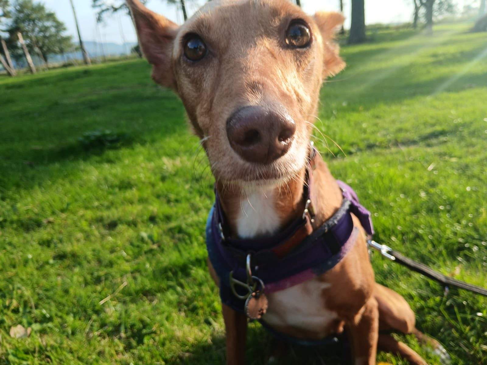 mama-lou_1144633054543648