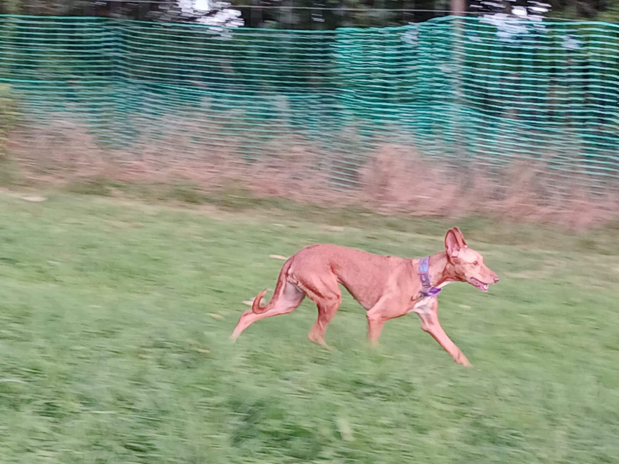 mama-lou_1144633067876980