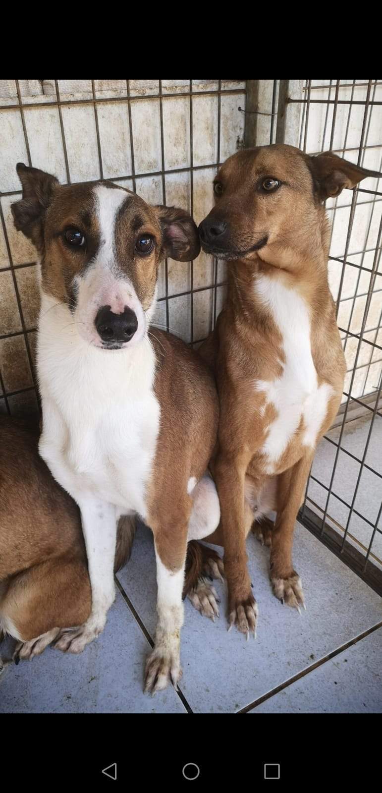 manu-the-puppy_1216450177361935