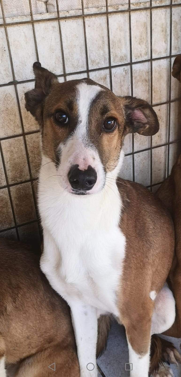 manu-the-puppy_1216450247361928