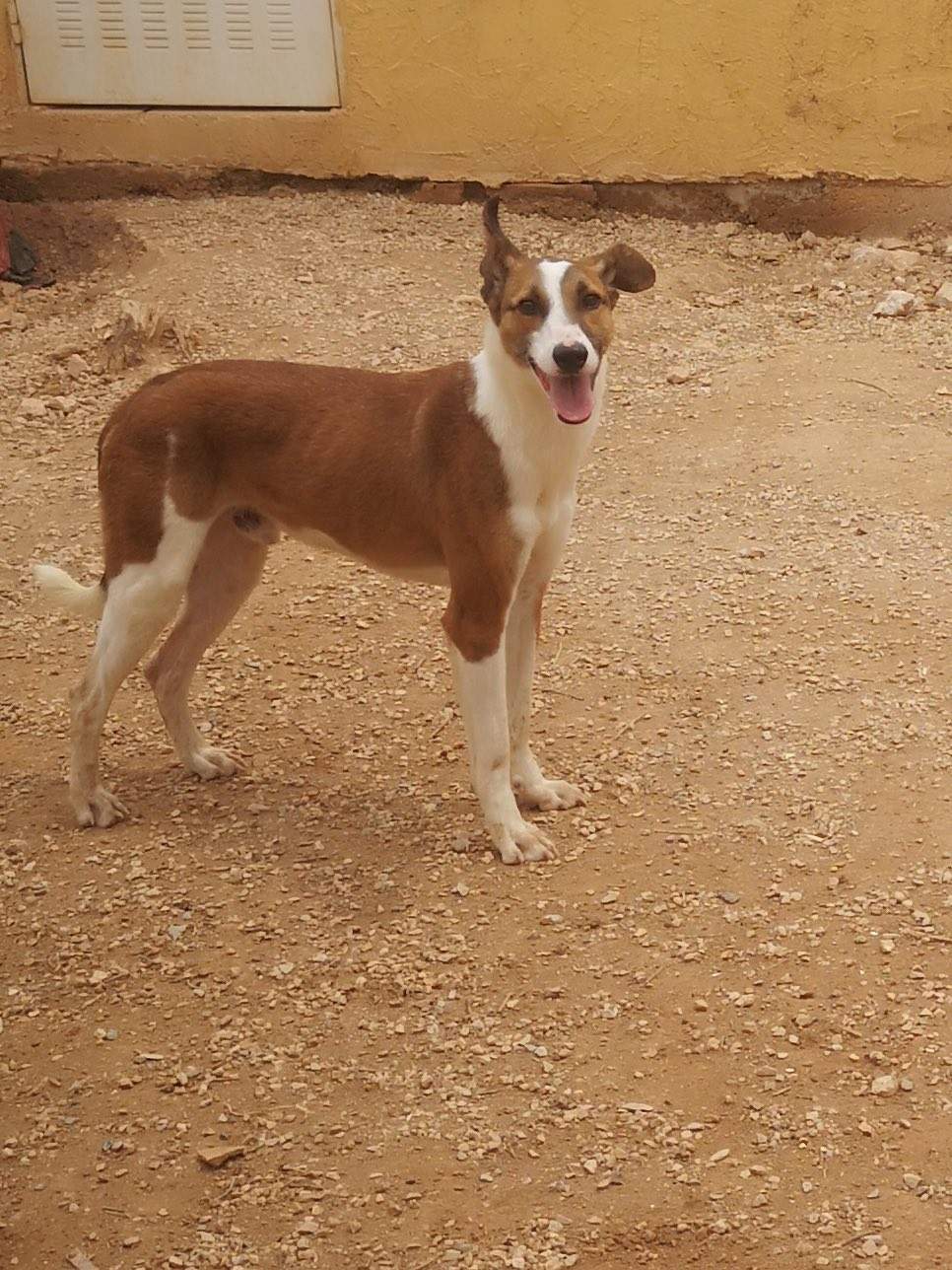 manu-the-puppy_1285087967164822