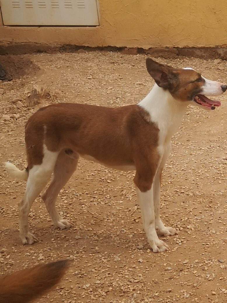 manu-the-puppy_1285087997164819
