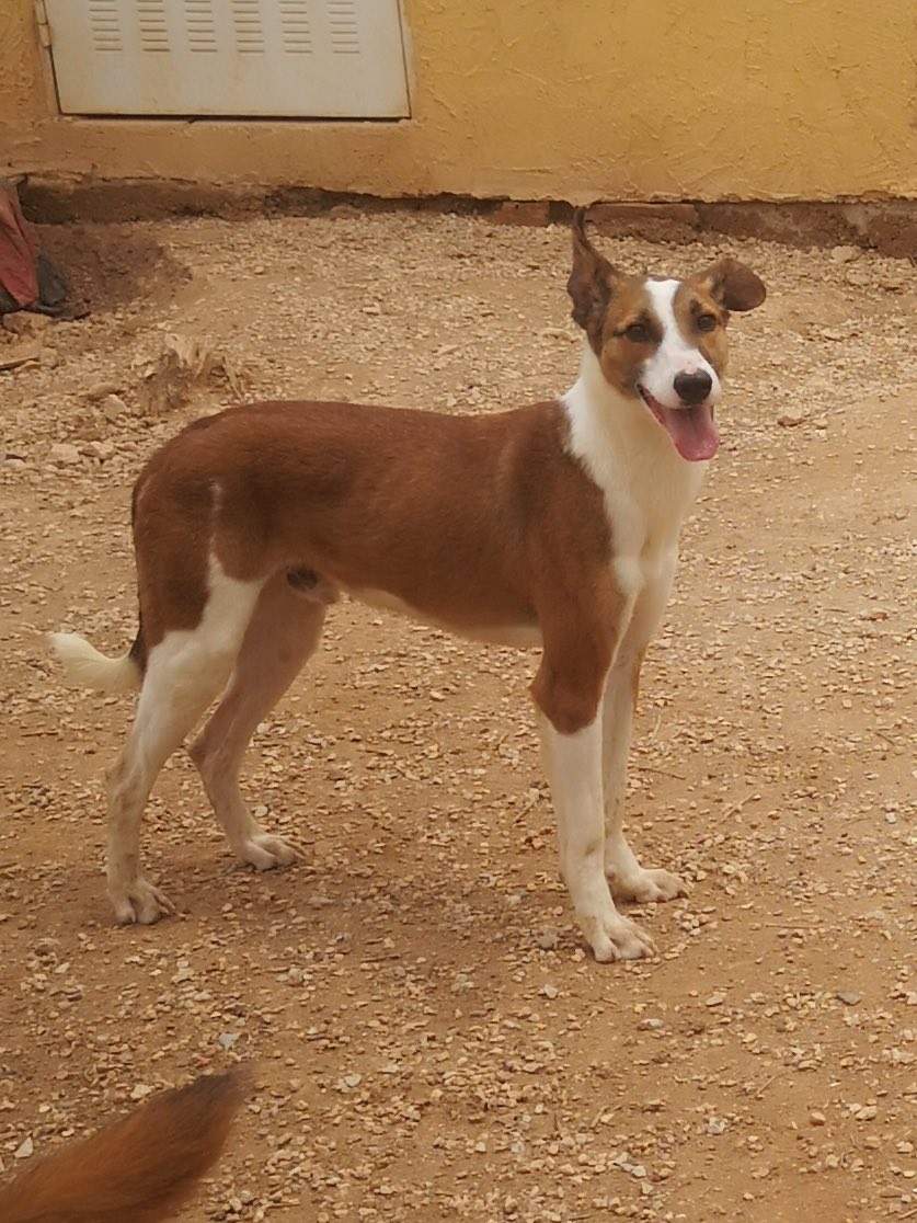 manu-the-puppy_1285088027164816