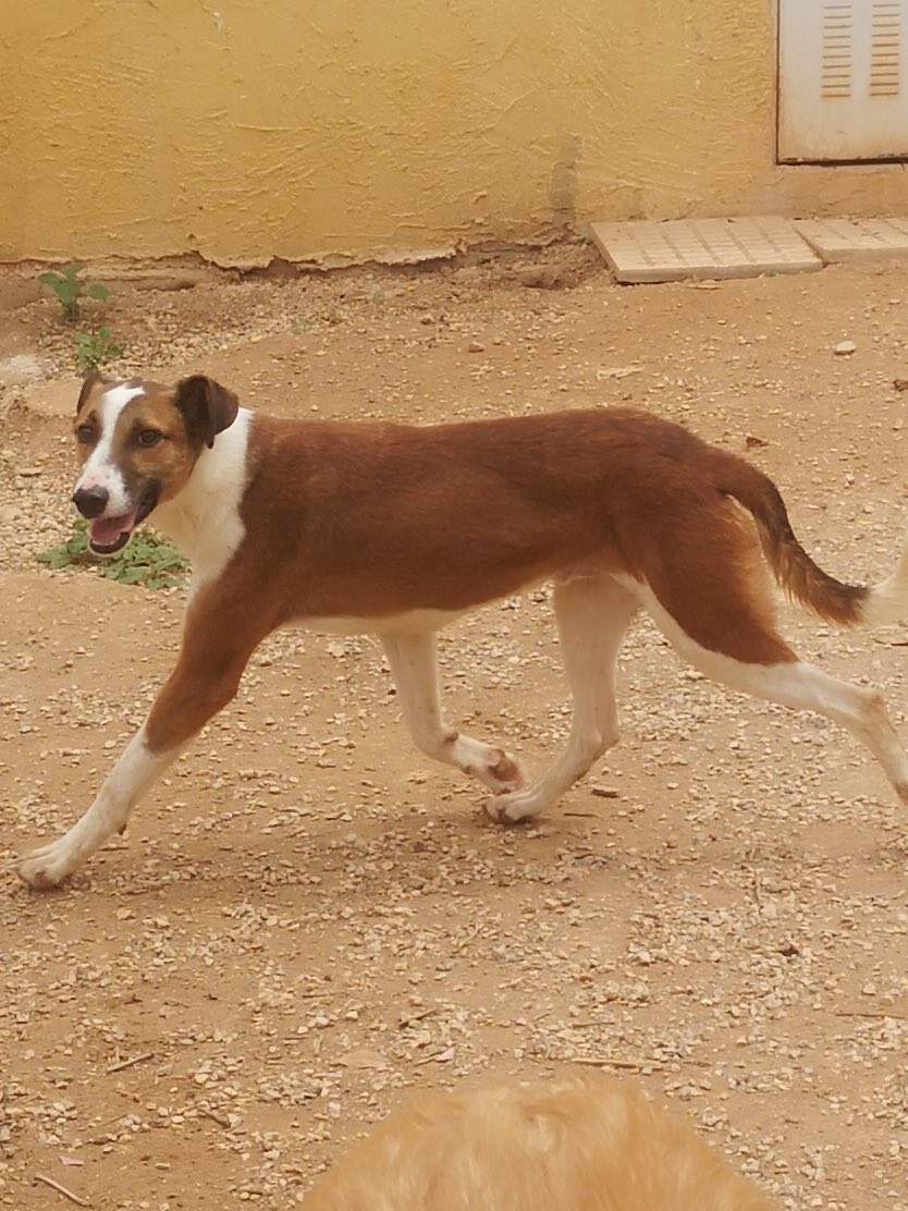 manu-the-puppy_1285088050498147