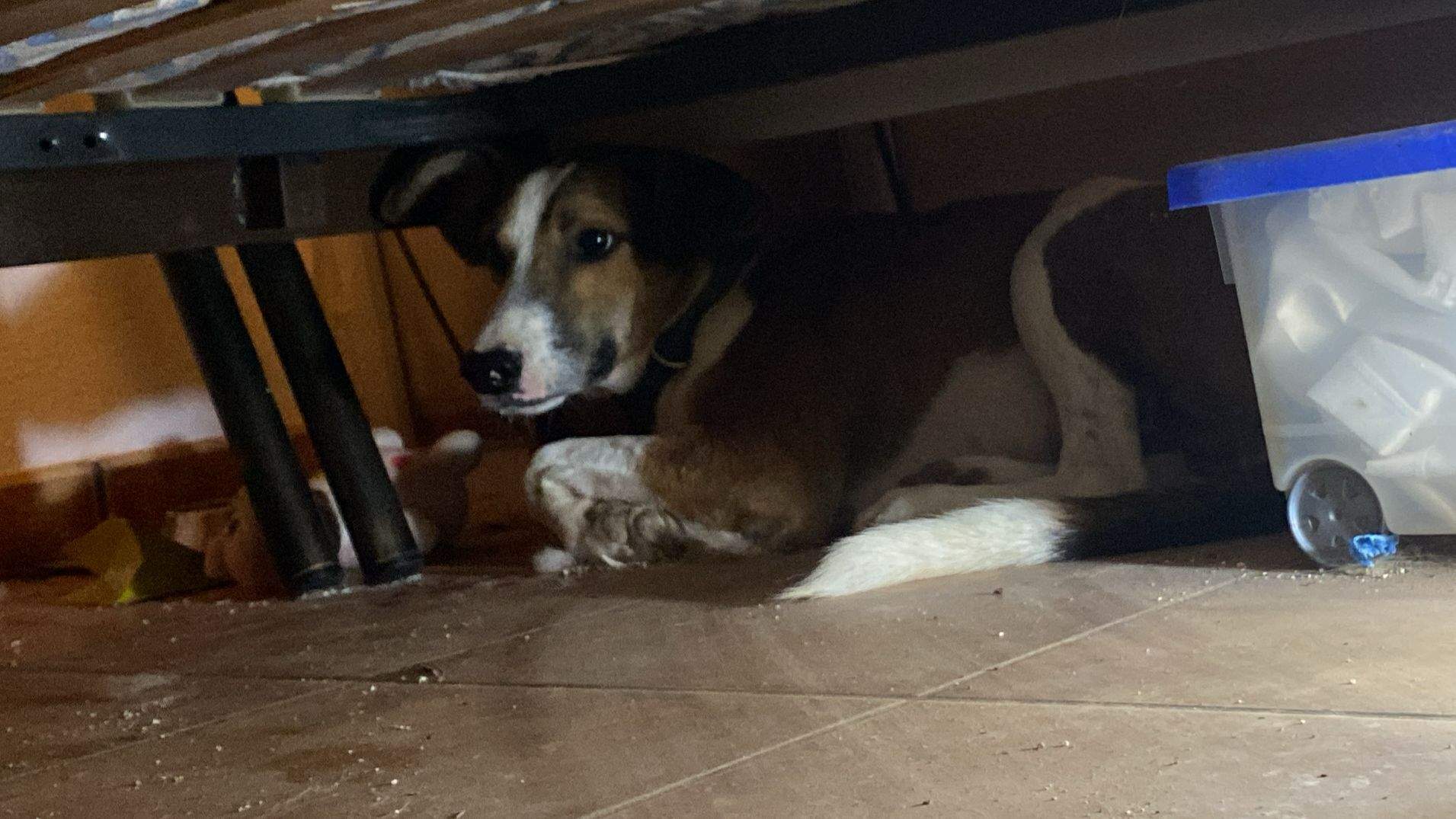 manu-the-puppy_1388230320183919