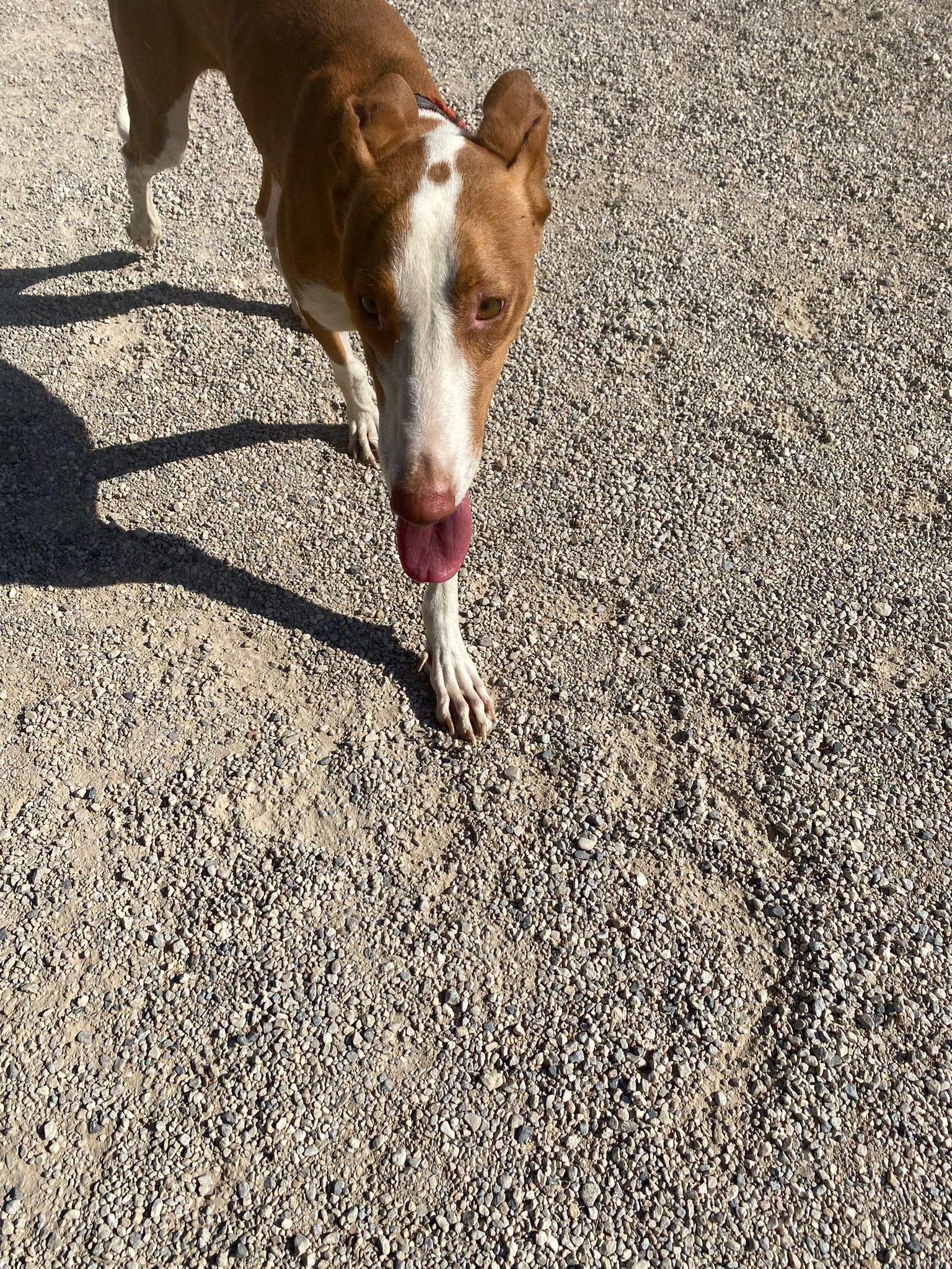 max_1070904418583179