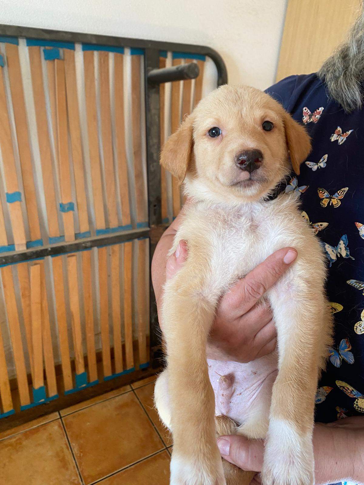 milo-the-puppy_1240991901574429