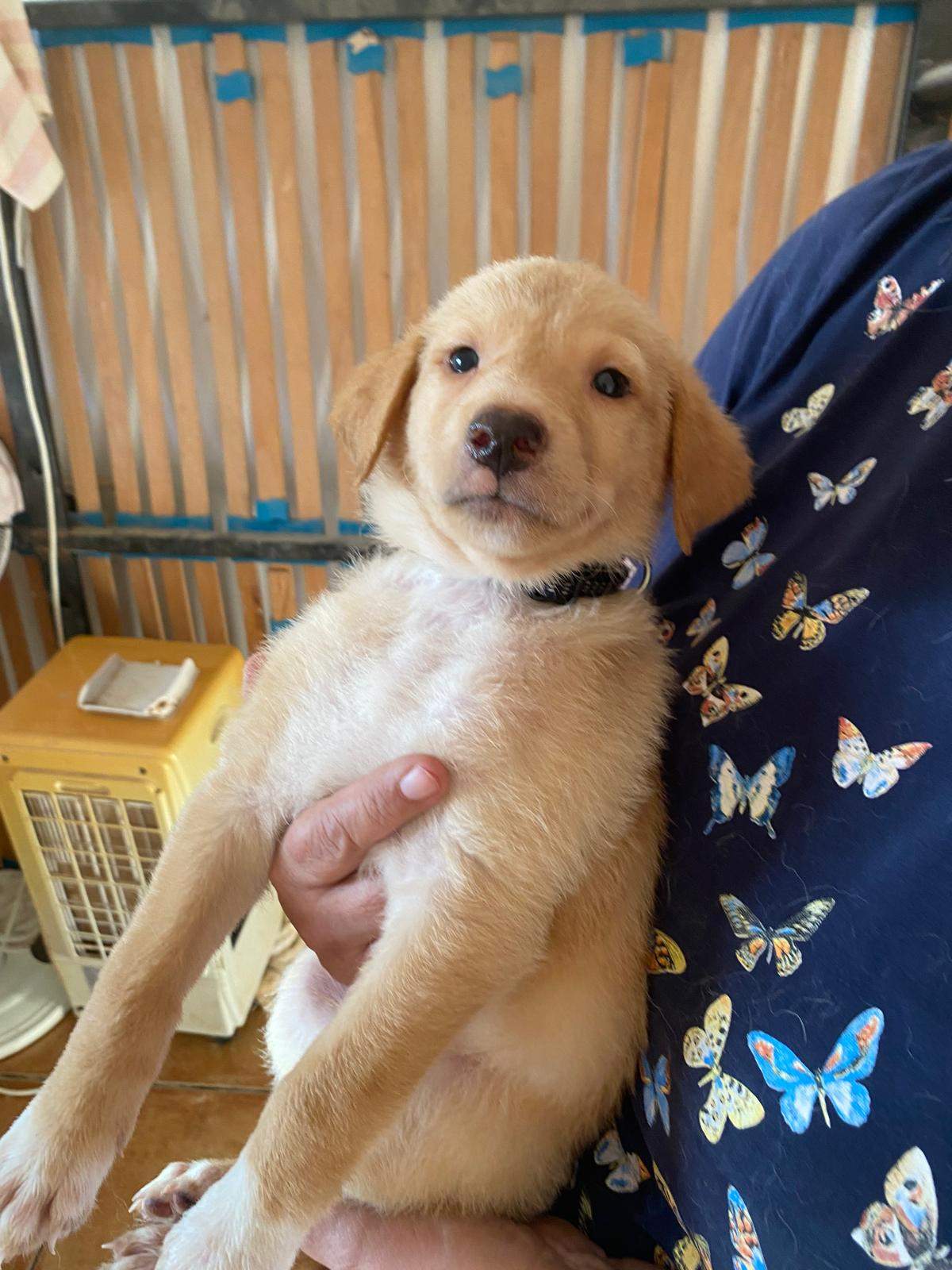 milo-the-puppy_1240991908241095