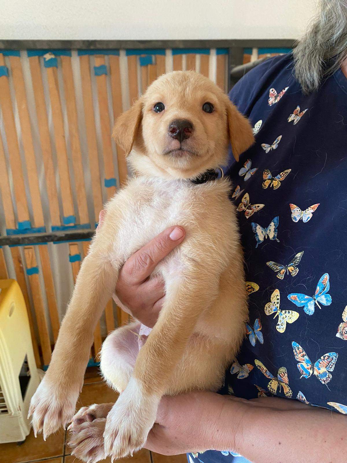 milo-the-puppy_1240991921574427