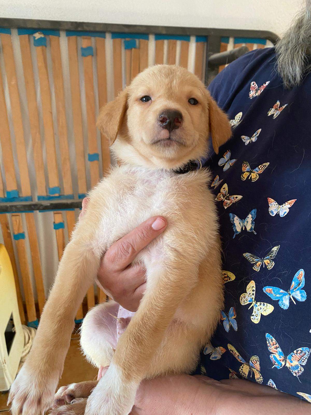 milo-the-puppy_1240991978241088