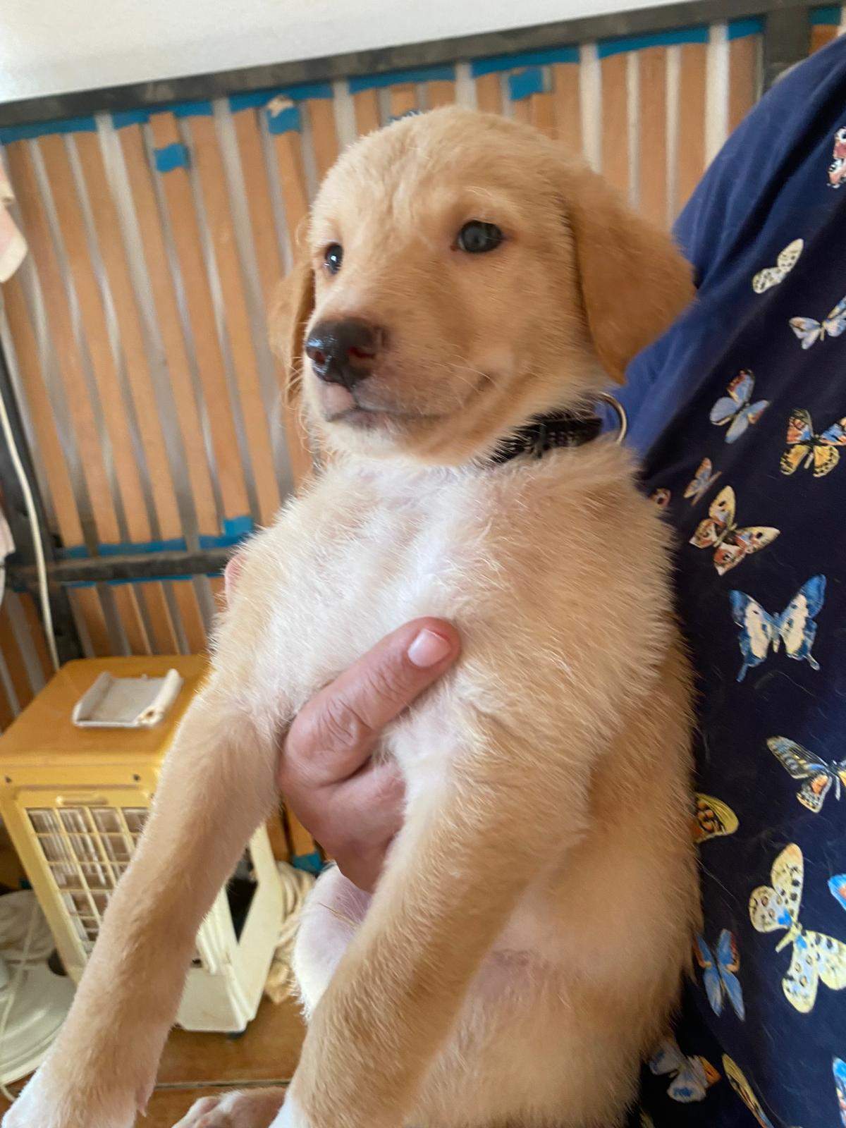 milo-the-puppy_1240991991574420