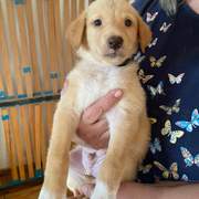 milo-the-puppy_1240992008241085