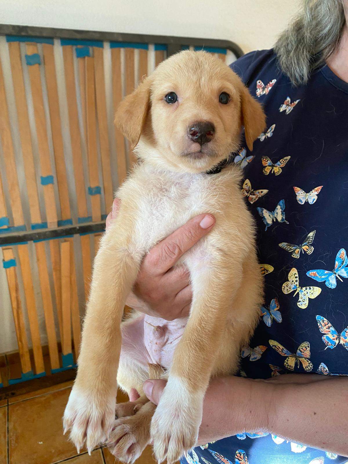 milo-the-puppy_1240992008241085