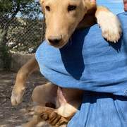 milo-the-puppy_1294007742939511