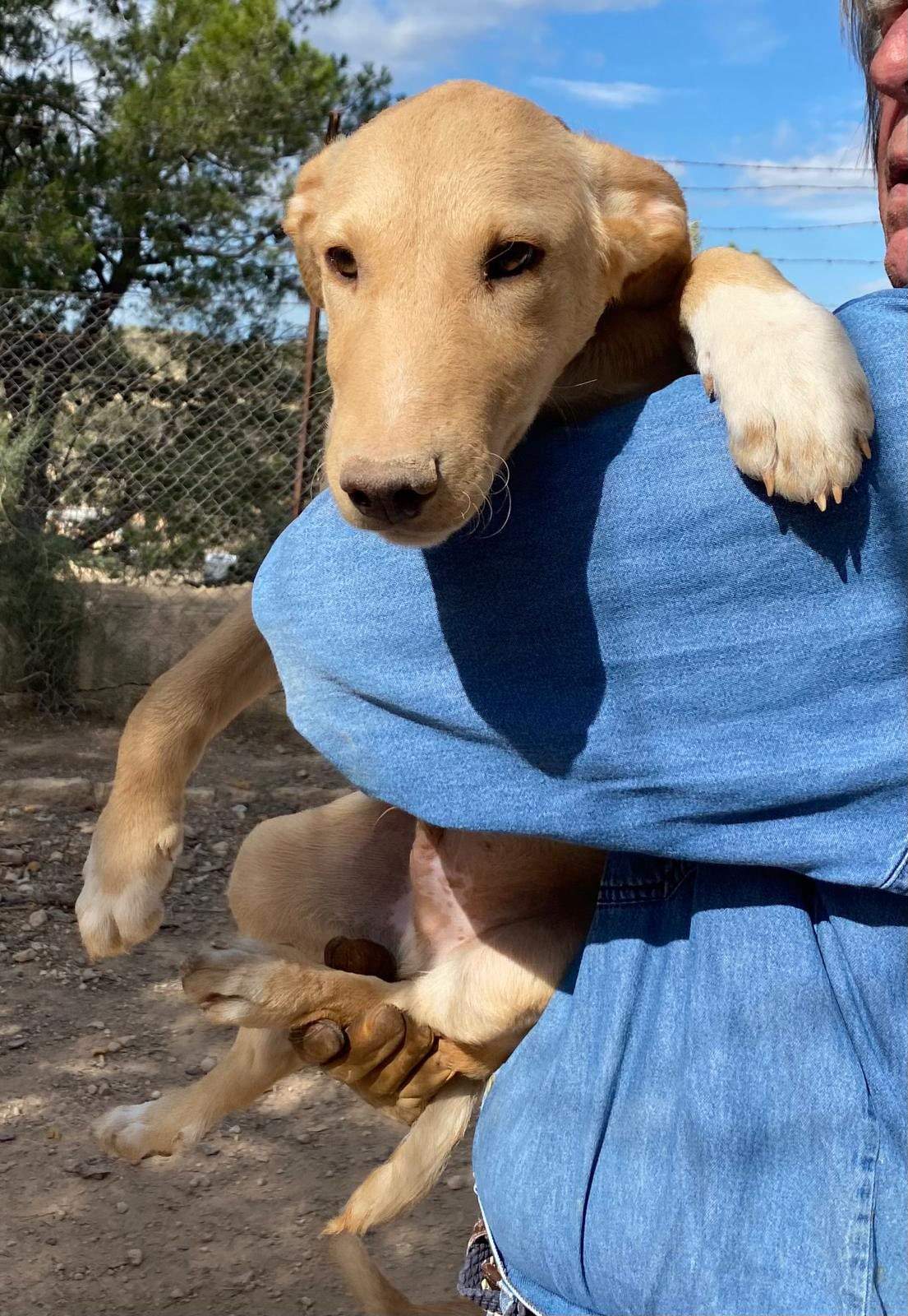 milo-the-puppy_1294007742939511