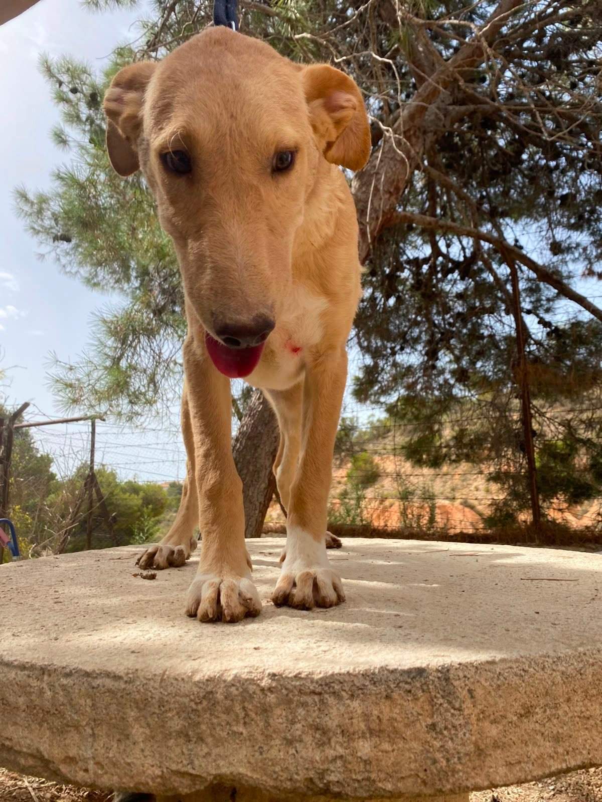 milo-the-puppy_1331074915899460