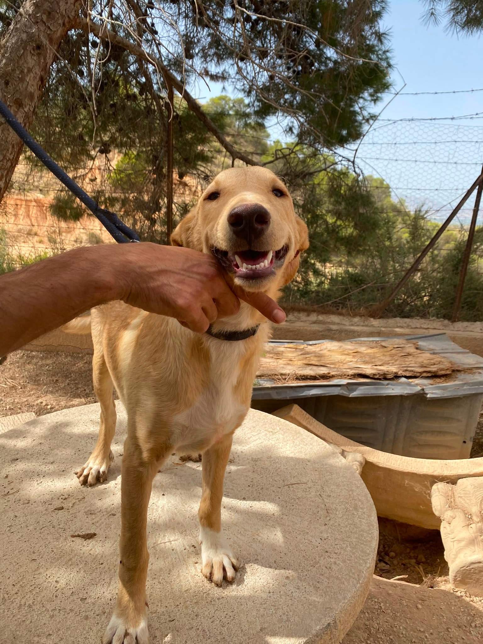 milo-the-puppy_1331074985899453