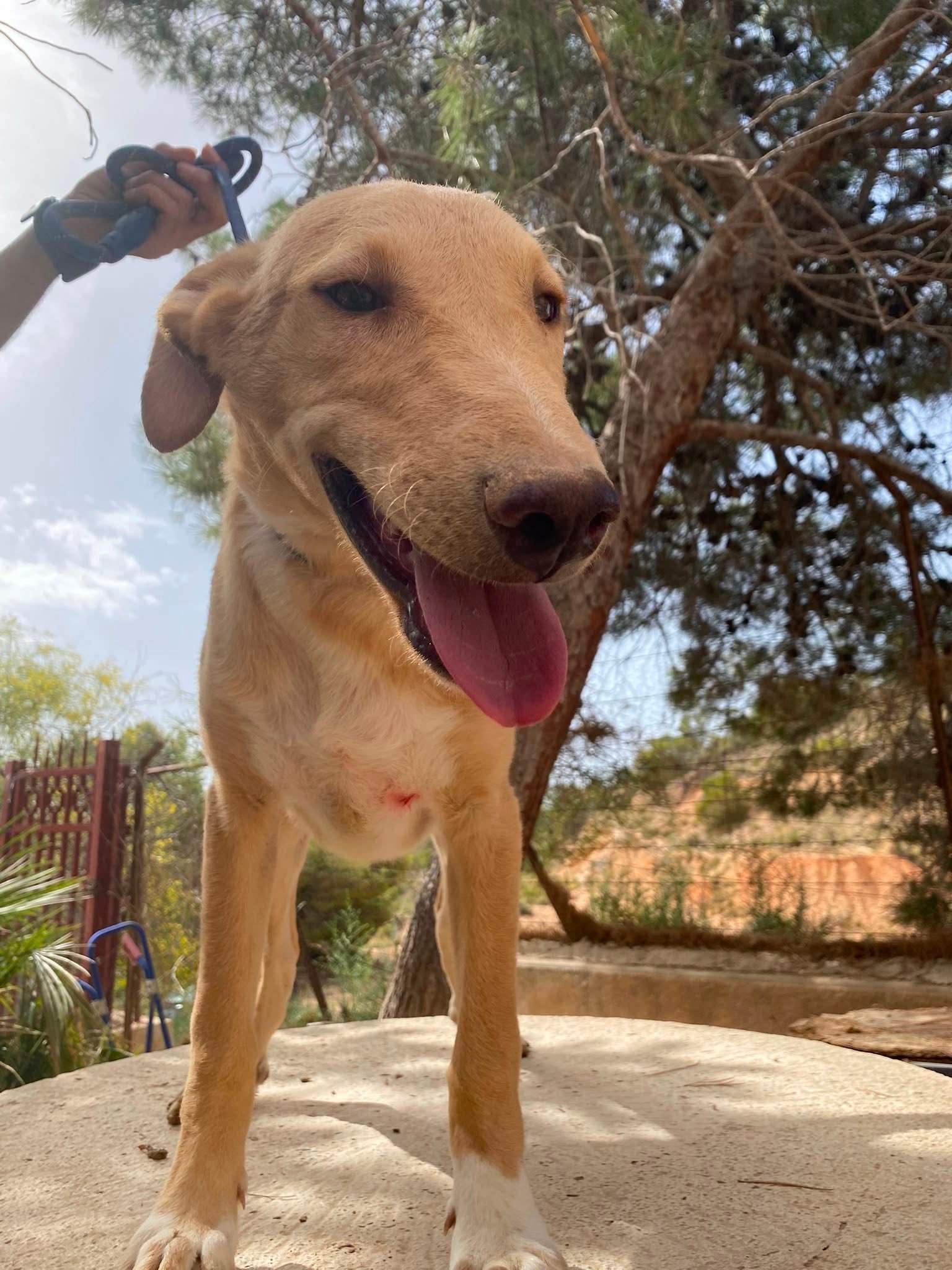 milo-the-puppy_1331074992566119