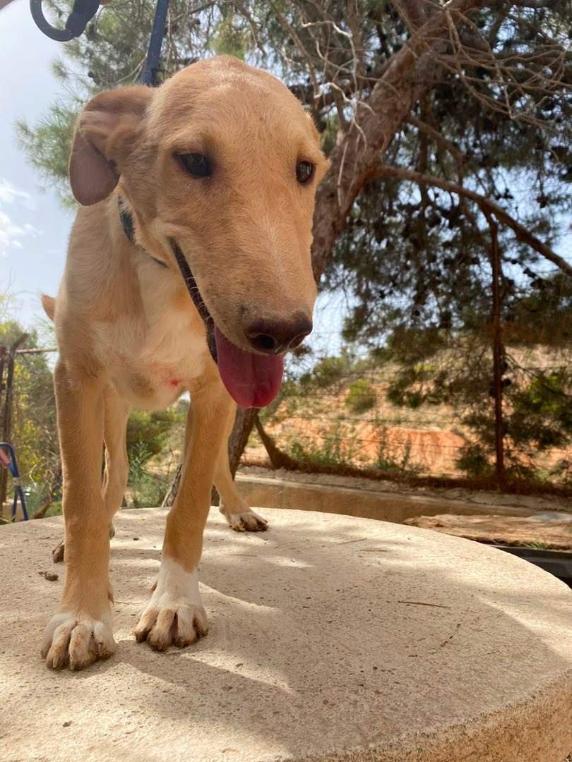 milo-the-puppy_1331075102566108