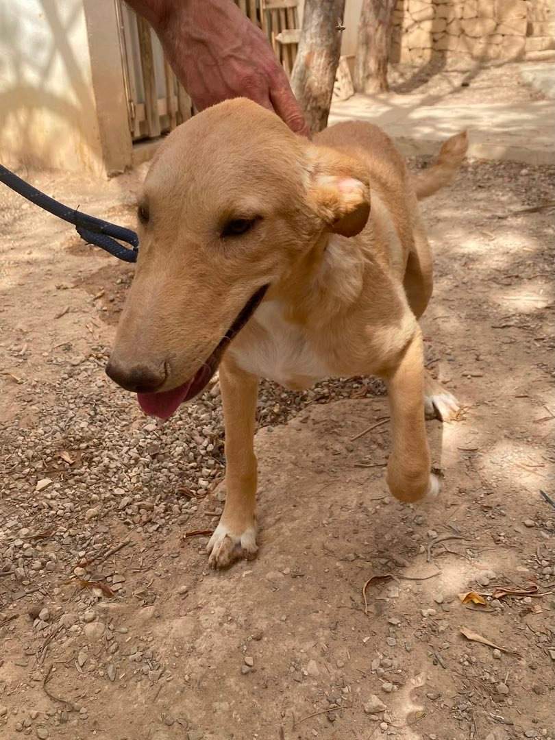 milo-the-puppy_1331075119232773