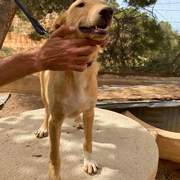 milo-the-puppy_1331075225899429