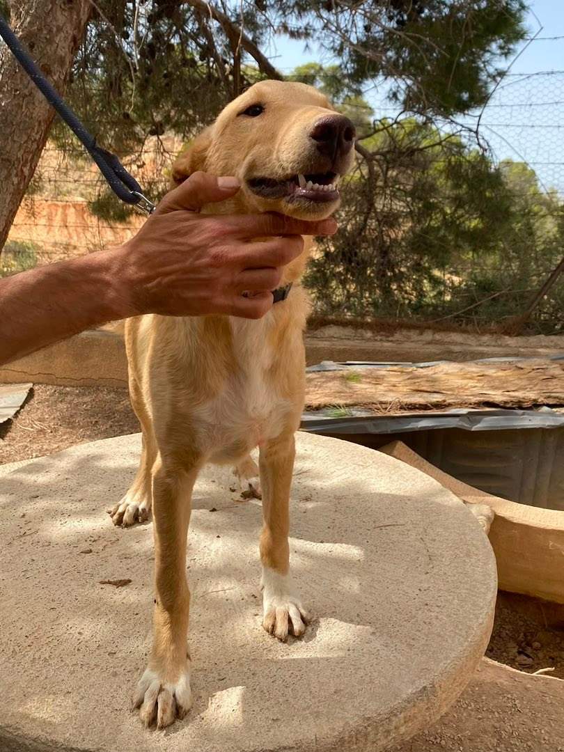 milo-the-puppy_1331075225899429