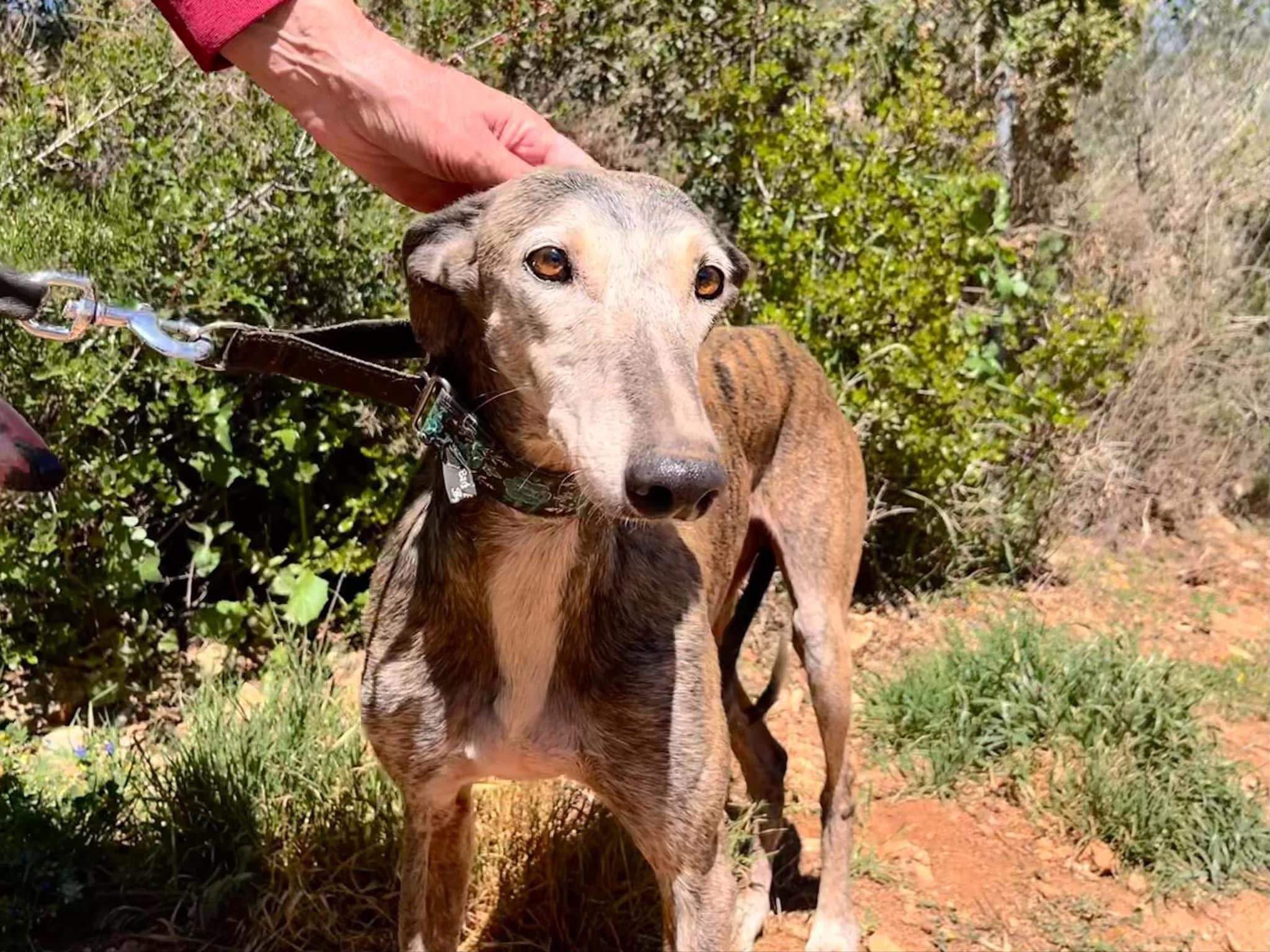 moracho_1135256548814632