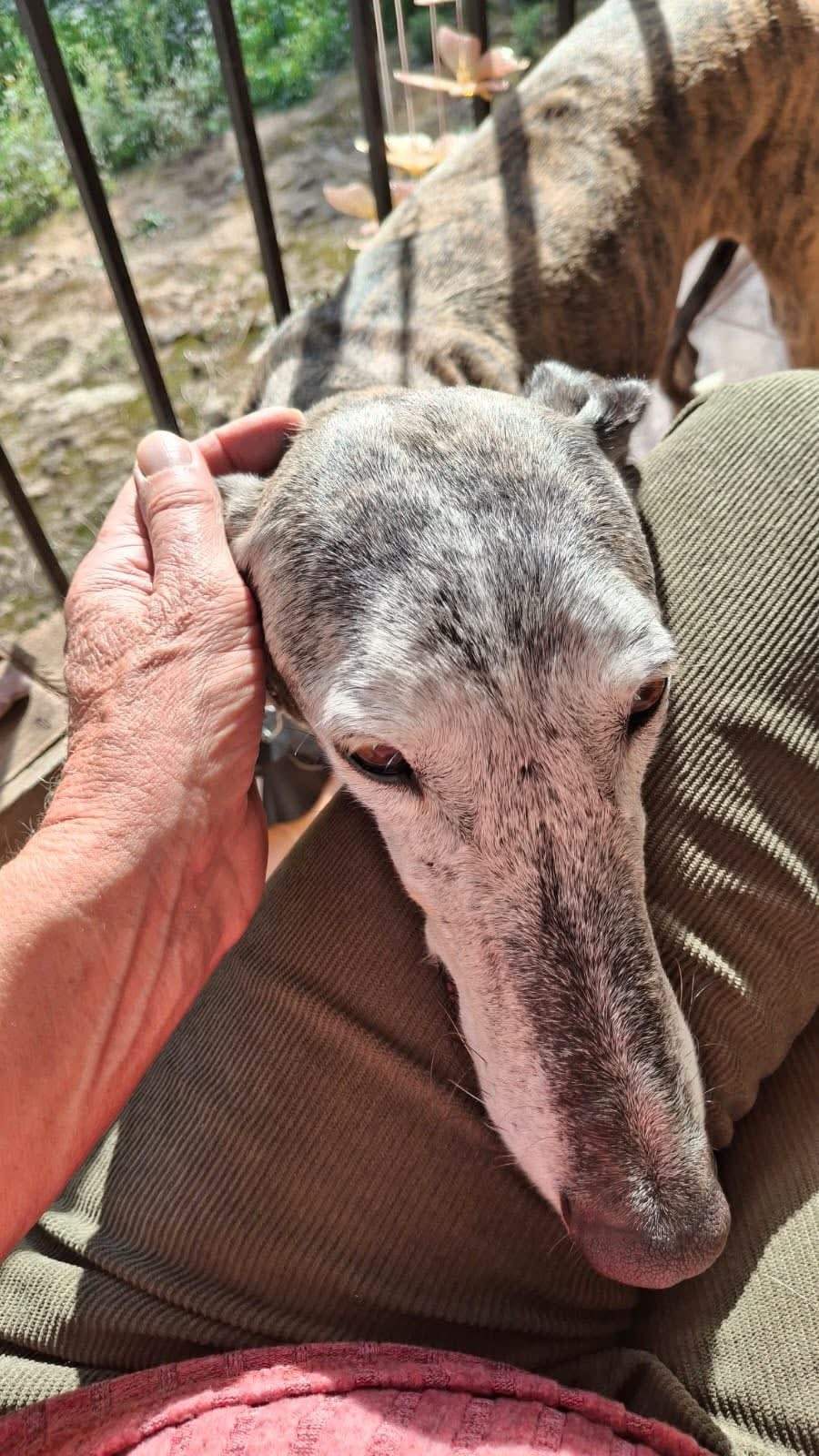 moracho_1176045864735700