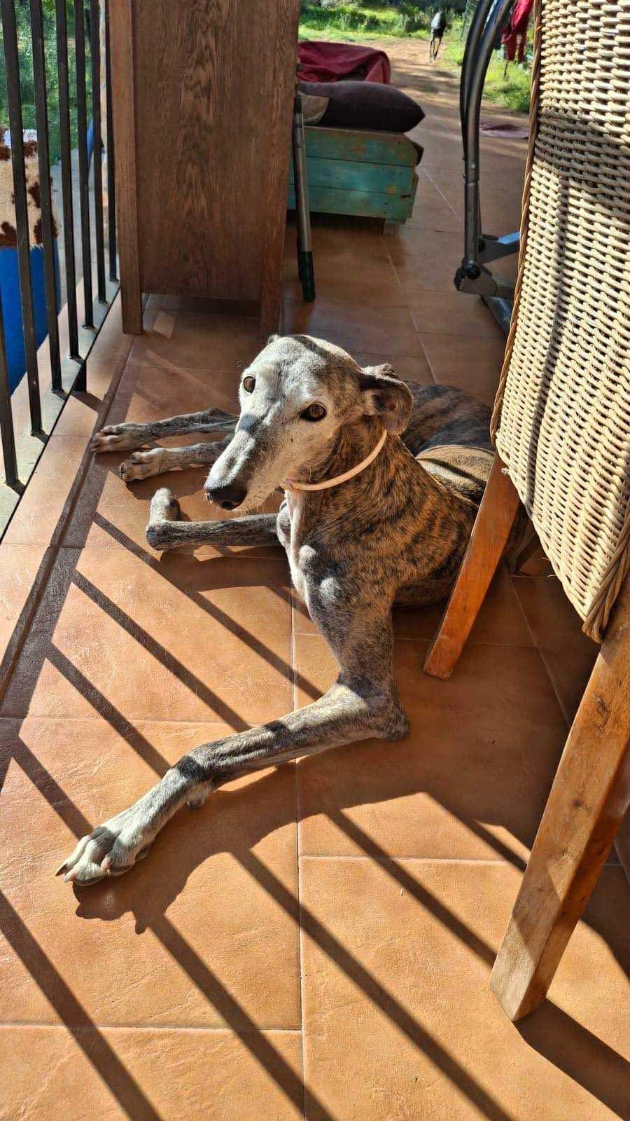 moracho_1176045931402360